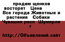 продам щенков восторят › Цена ­ 7 000 - Все города Животные и растения » Собаки   . Чувашия респ.,Шумерля г.